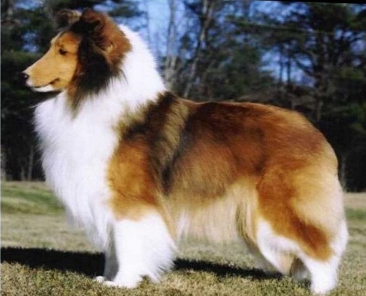 Carmylie Castles In The Air | Shetland Sheepdog 