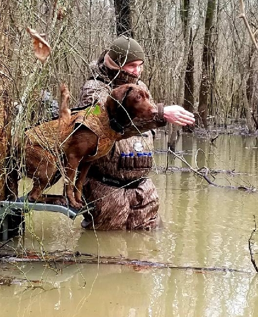 Chris' Wateree River Mace SHR | Chocolate Labrador Retriver