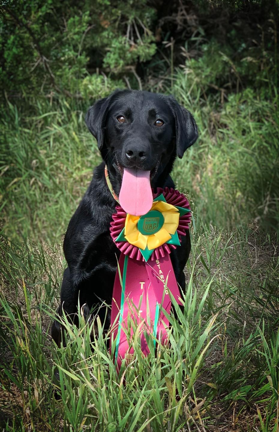 SHR RGD Rushmore’s Need For Speed | Black Labrador Retriver