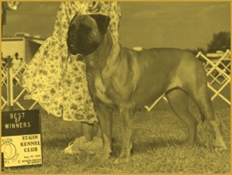 Dox N Noland's Red Zinger | Bullmastiff 