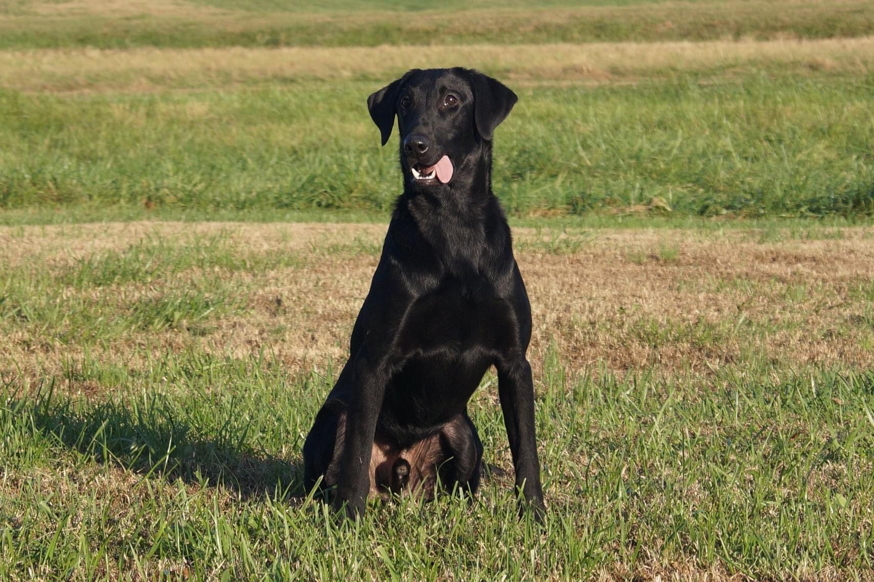 HR Dry Pond's Troublesome Old No. 7 | Black Labrador Retriver