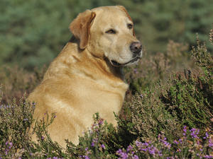 Ramalley Goldfinch | Yellow Labrador Retriver