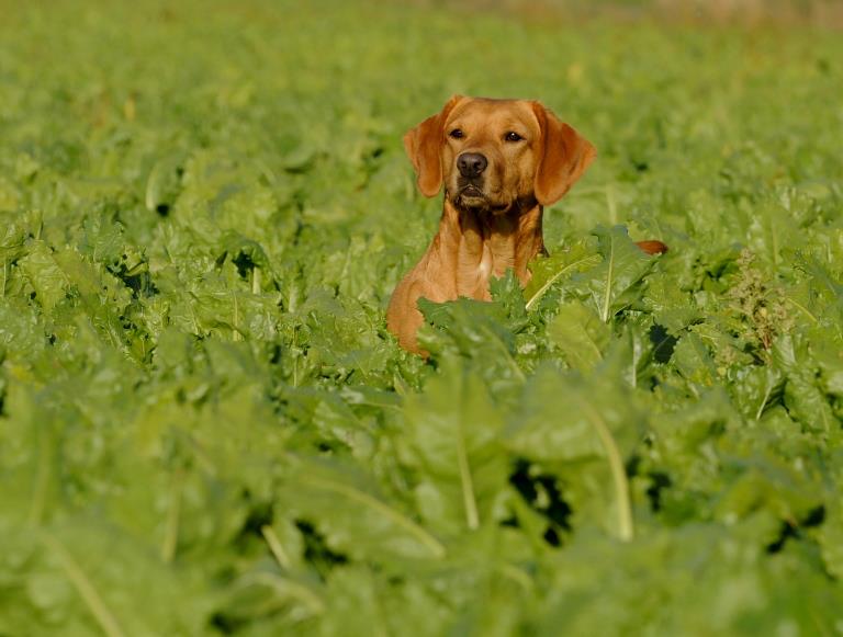 Ettinsmoor Shiraz | Yellow Labrador Retriver