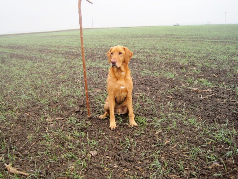 Birkettdown Chantery Of Ettinsmoor | Yellow Labrador Retriver