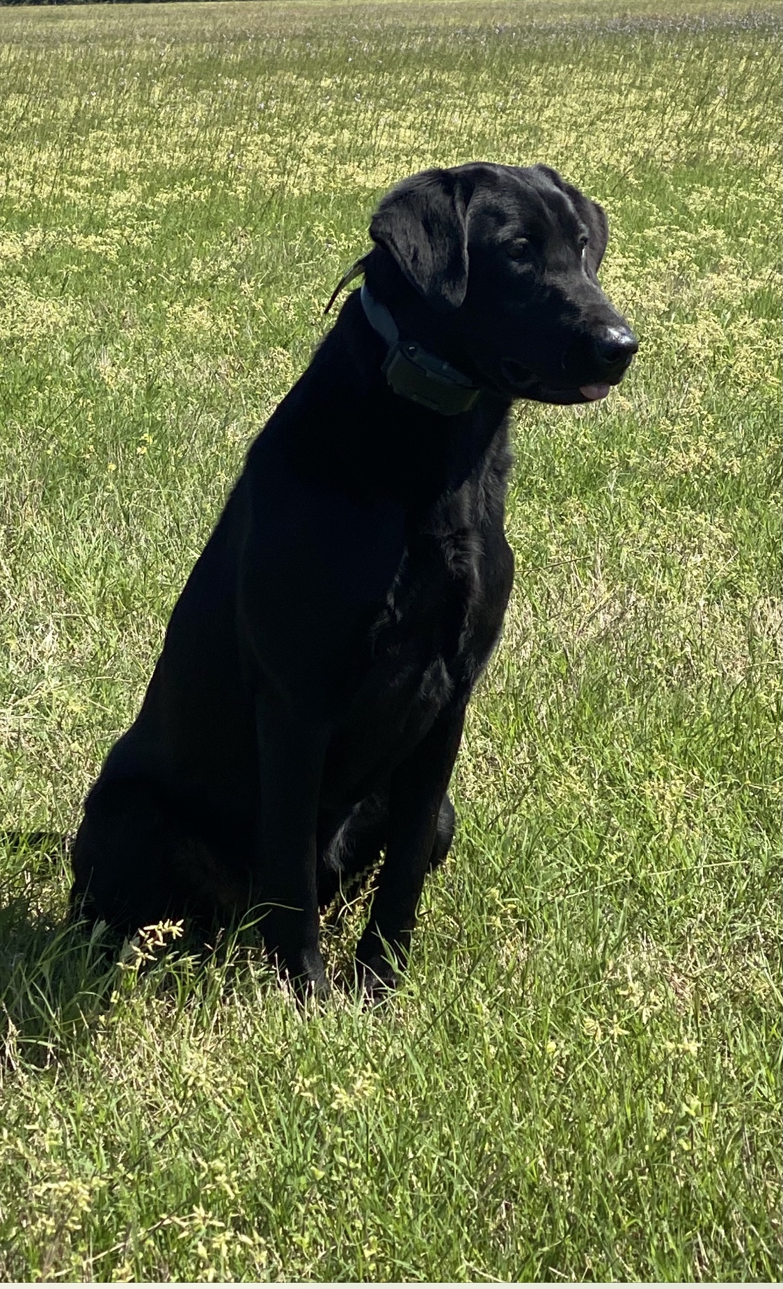 HRCH  Mossy Pond’s Flawless Upgrade MH | Black Labrador Retriver