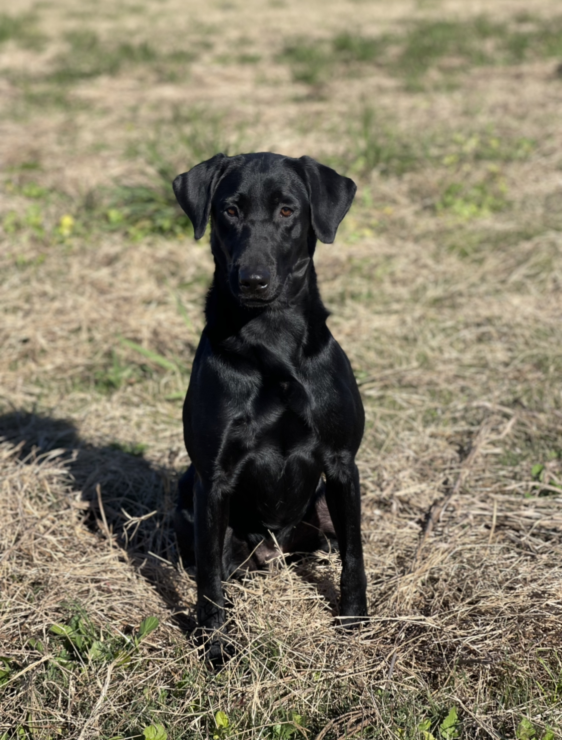 HRCH  Mossy Pond’s Flawless Upgrade MH | Black Labrador Retriver