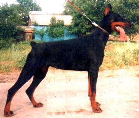 Charmian (RKF 1048270) | Black Doberman Pinscher