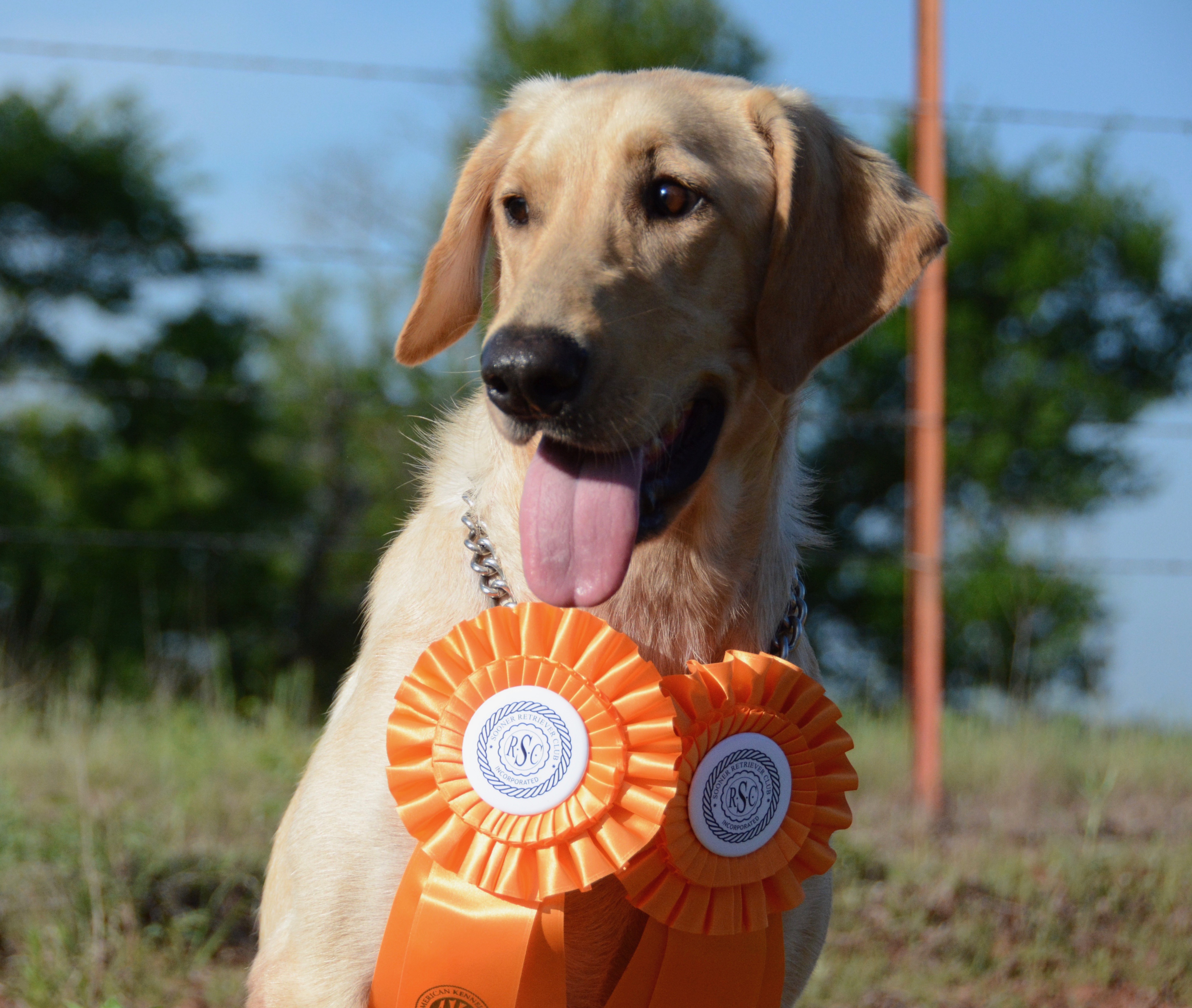 Backwater's Cody Cut A Jewel JH | Yellow Labrador Retriver