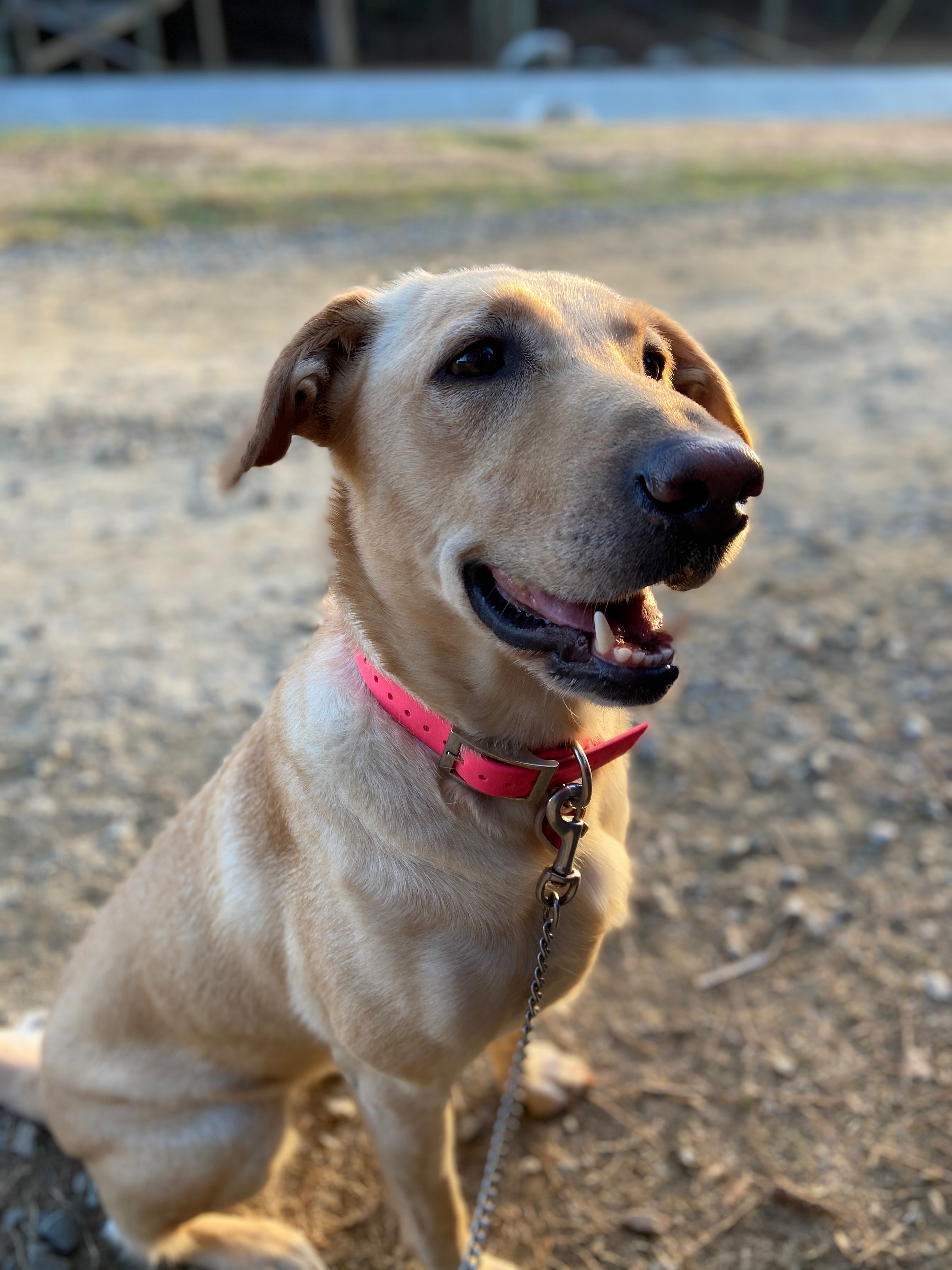 Lucy Goosey Robinson | Yellow Labrador Retriver