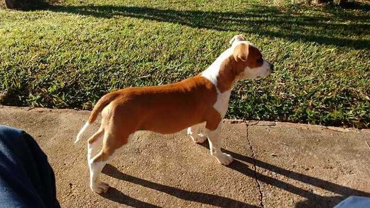 SECRET STORM FROM KANEKT | American Staffordshire Terrier 
