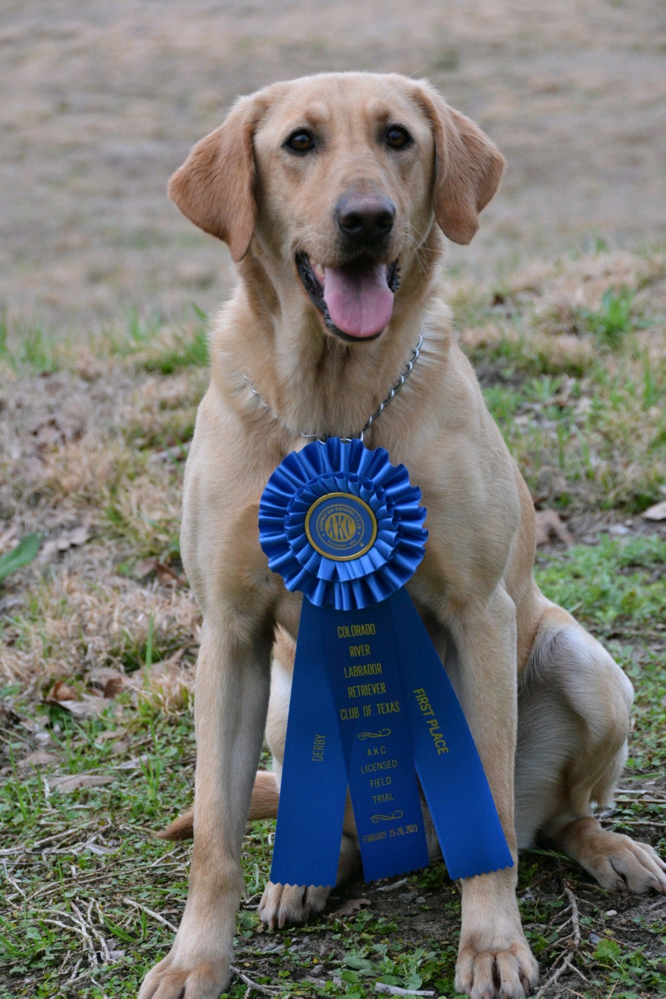 Backwater's Sandy Hook JH QAA | Yellow Labrador Retriver