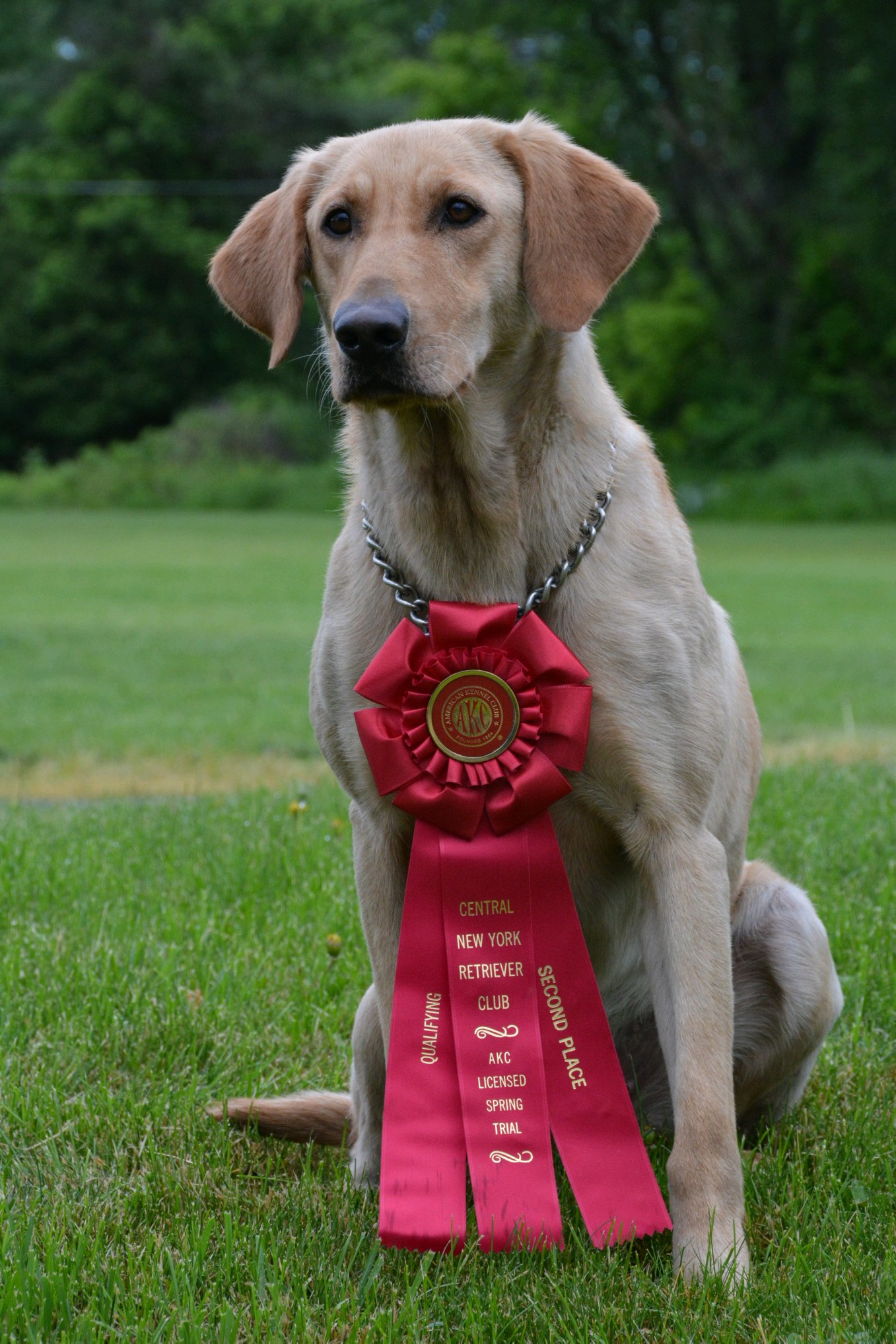 Backwater's Sandy Hook JH QAA | Yellow Labrador Retriver