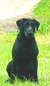 Unstoppable Sally | Black Labrador Retriver