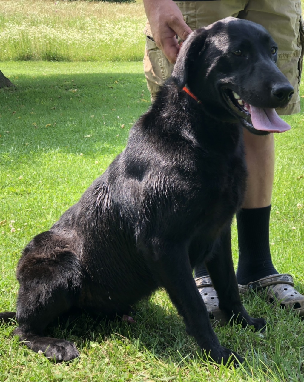 Remington’s Black Tracker | Black Labrador Retriver