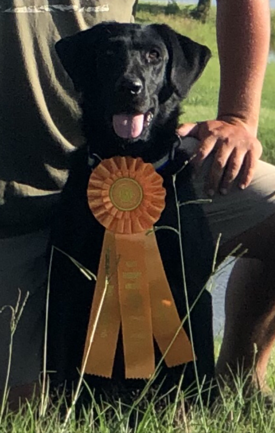 HRCH Cypress Bend’s Reba MH | Black Labrador Retriver