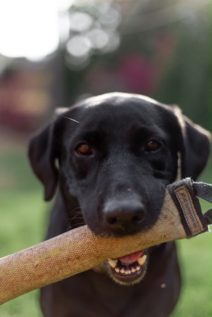 South Fork's Little Bit Of Sweetness | Black Labrador Retriver