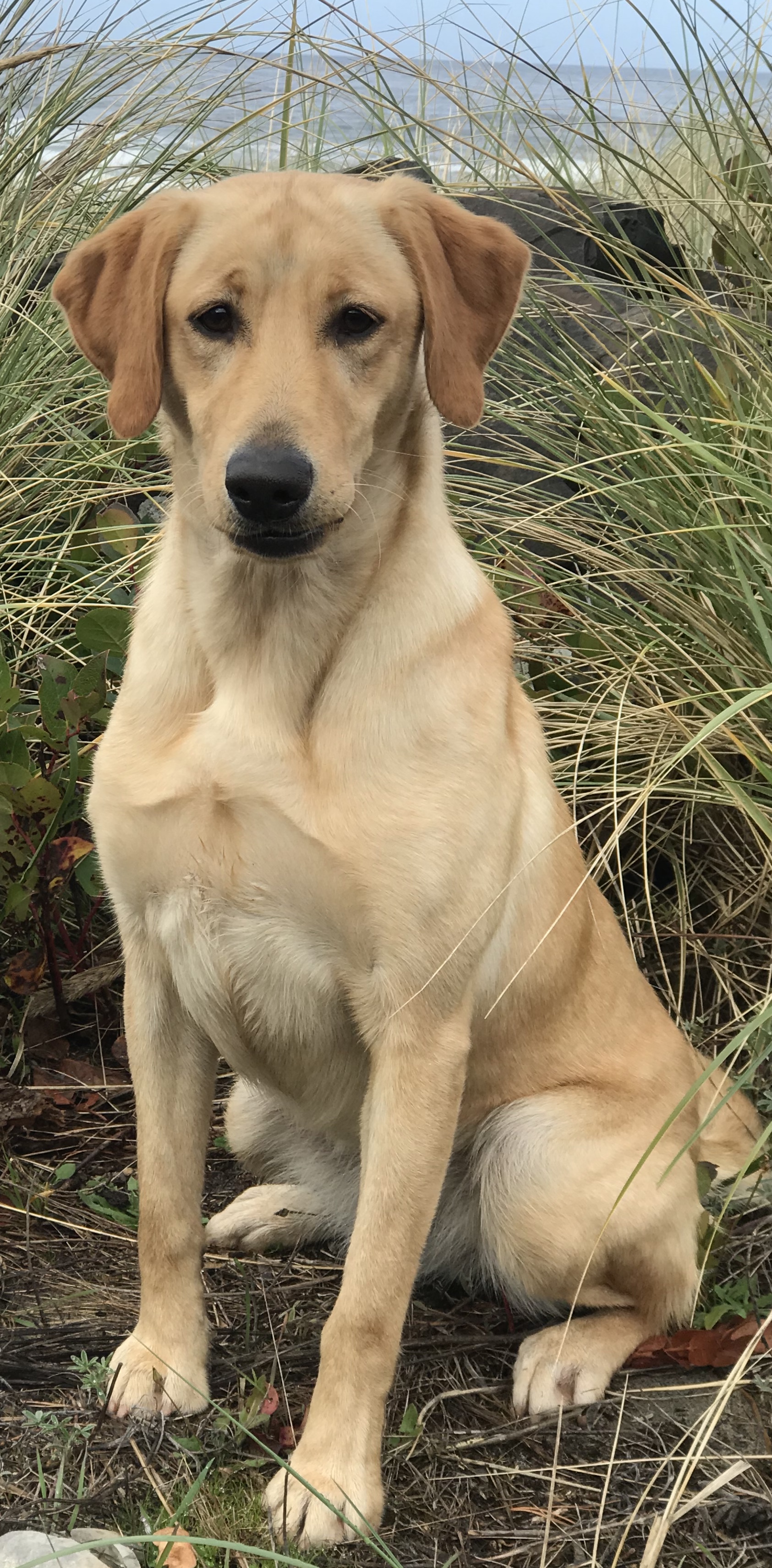 U.S. Grand Finale | Yellow Labrador Retriver