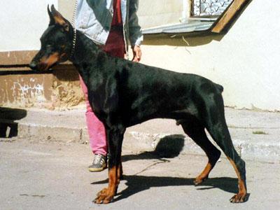 Taifun iz Slavnoi Stai | Black Doberman Pinscher