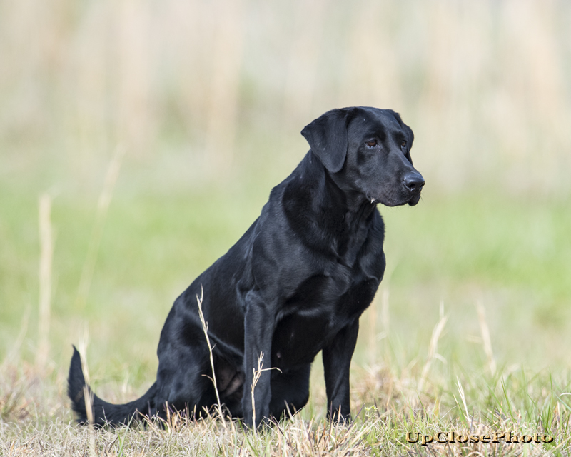 HRCH Fancy Don't Let Me Down Iv MNH | Black Labrador Retriver