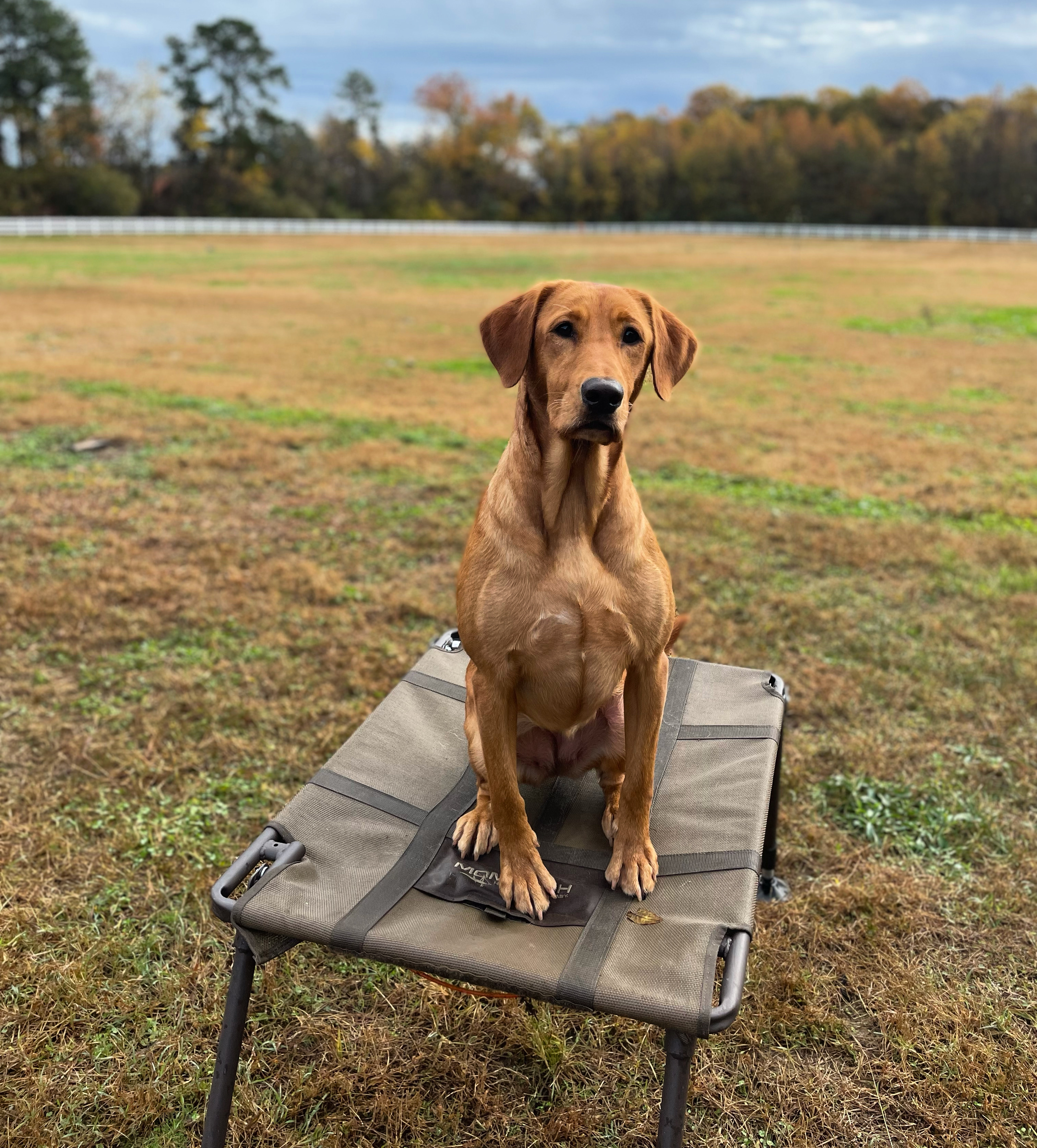 Coastlines Uncontrolled Anger MH | Yellow Labrador Retriver