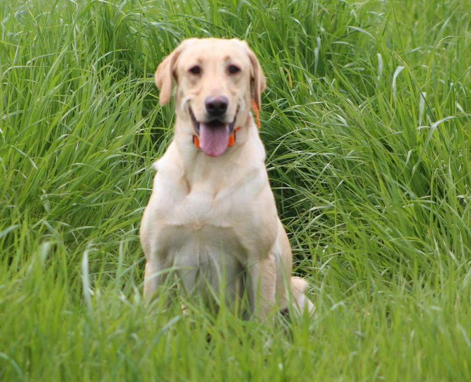 Tlc's  Good Golly Miss Molly MH | Yellow Labrador Retriver