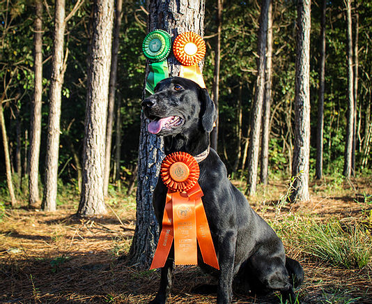 Pride of Dixie Lean Mac's Beauty and Beast Bebe JH | Black Labrador Retriver