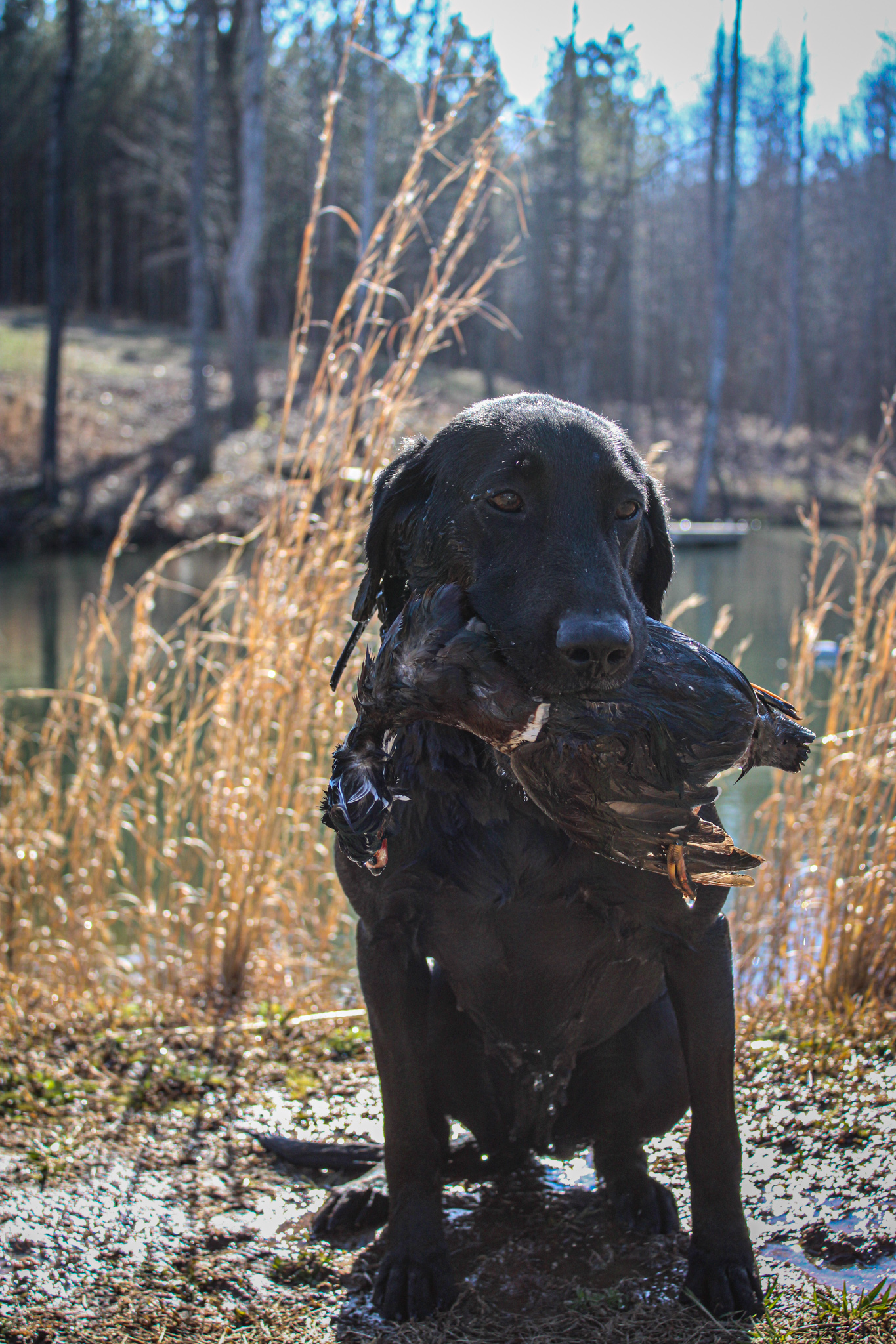 Pride of Dixie Lean Mac's Beauty and Beast Bebe JH | Black Labrador Retriver