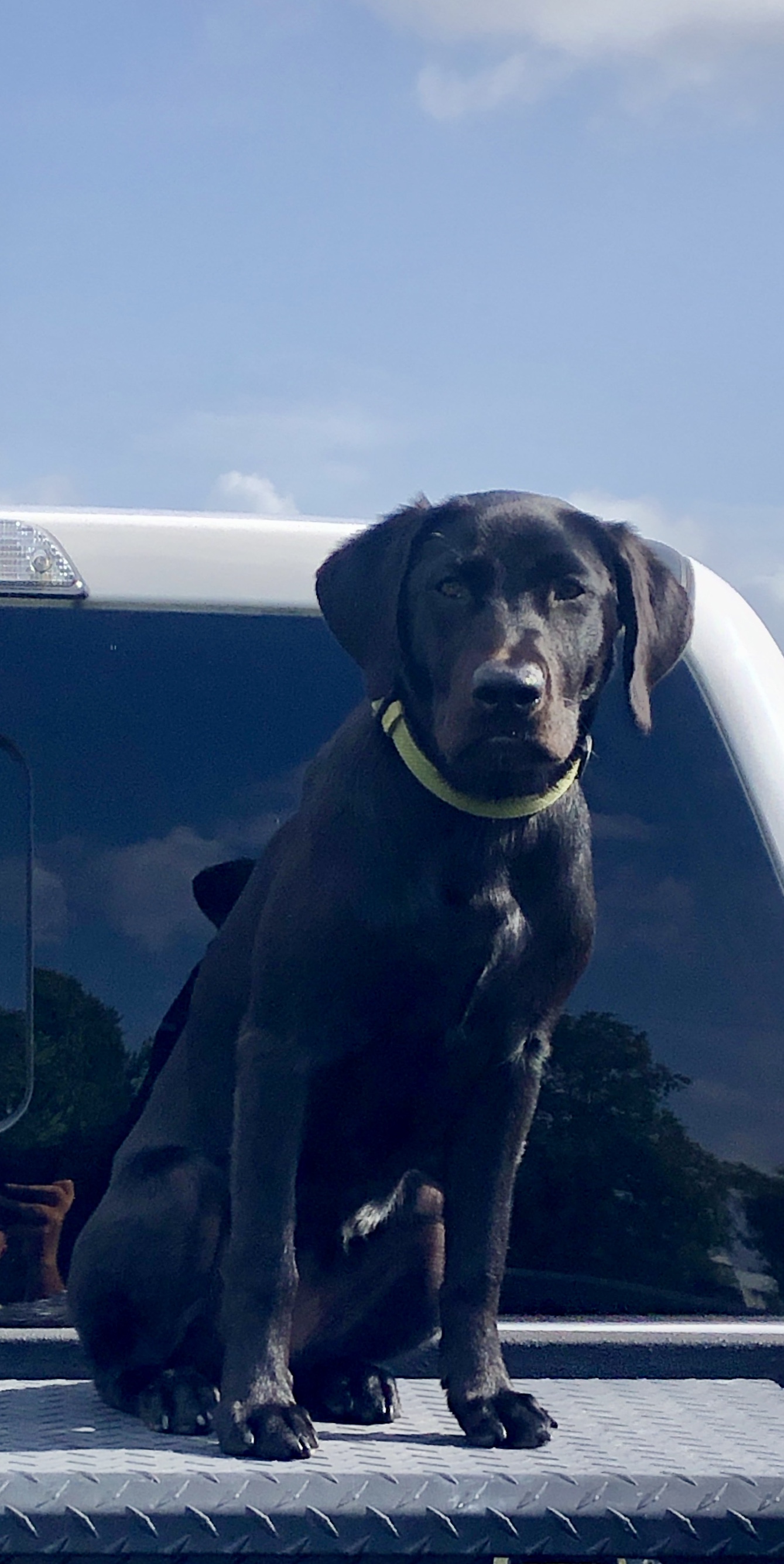 Deauxs Geaux Get Em Gaddy | Black Labrador Retriver