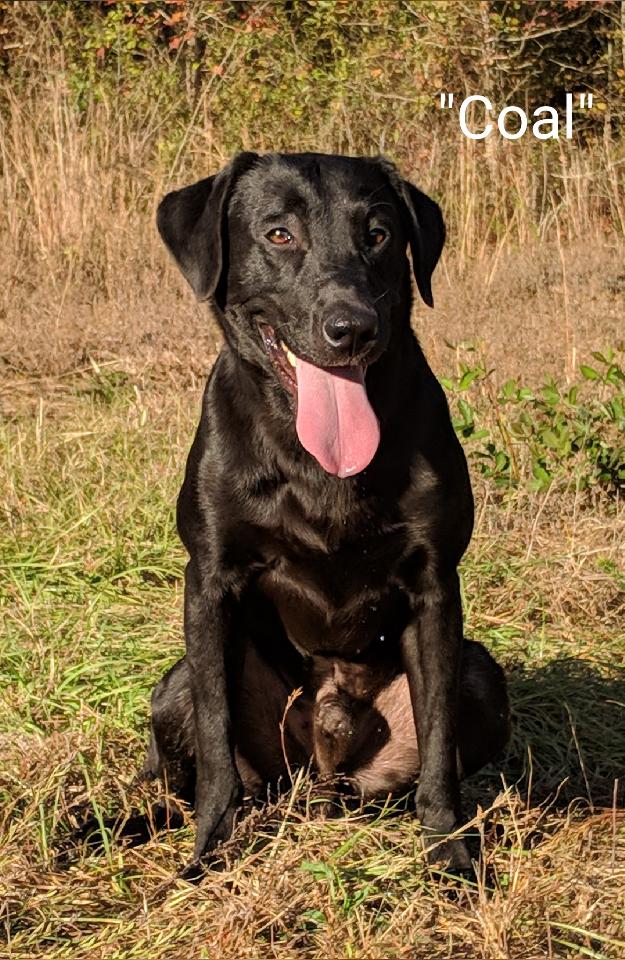 Riptide's On The Naughty List | Black Labrador Retriver