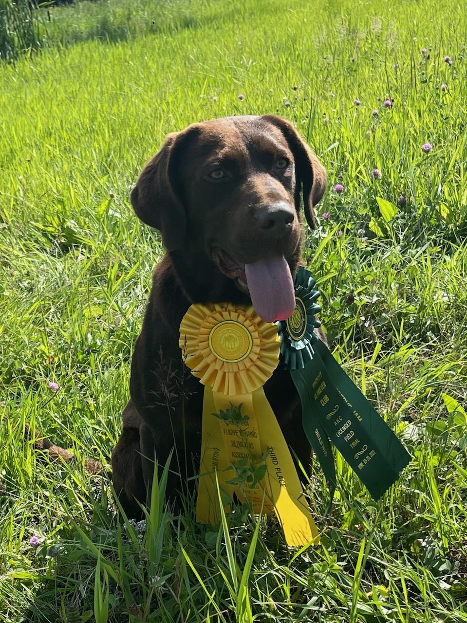 Dairylands Thin Blue Line QAA | Chocolate Labrador Retriver