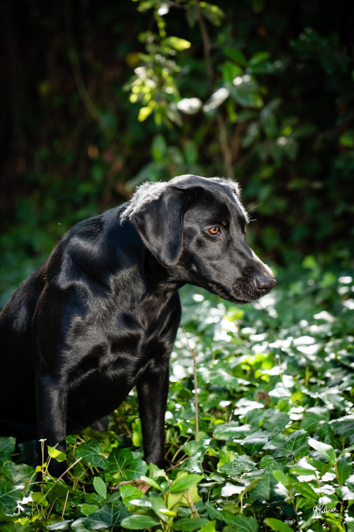 HR Ali's Princess Warrior | Black Labrador Retriver