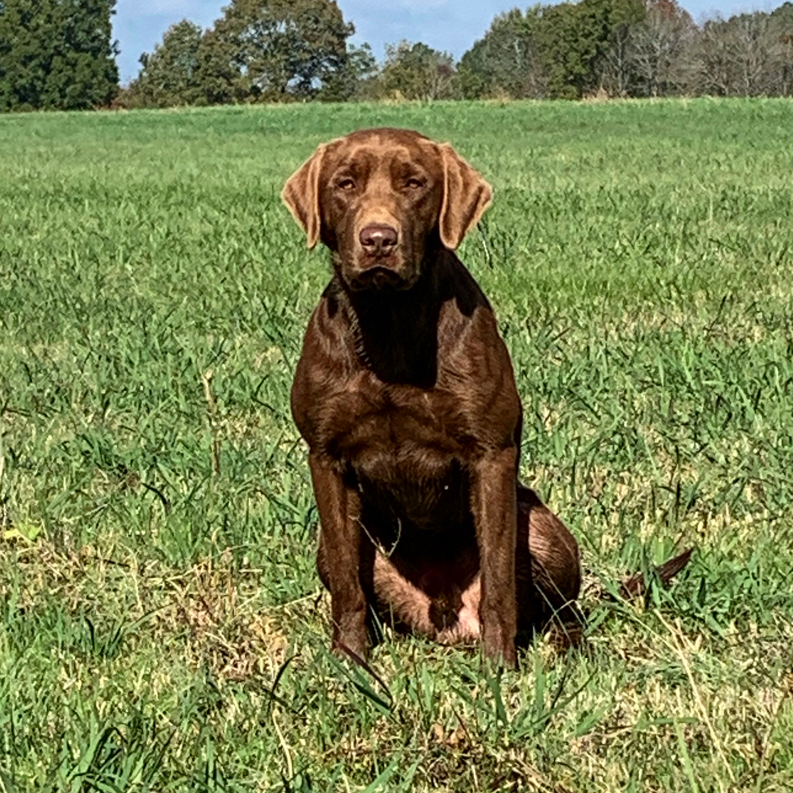 HRCH Timber Of The Tallahatchie JH | Chocolate Labrador Retriver