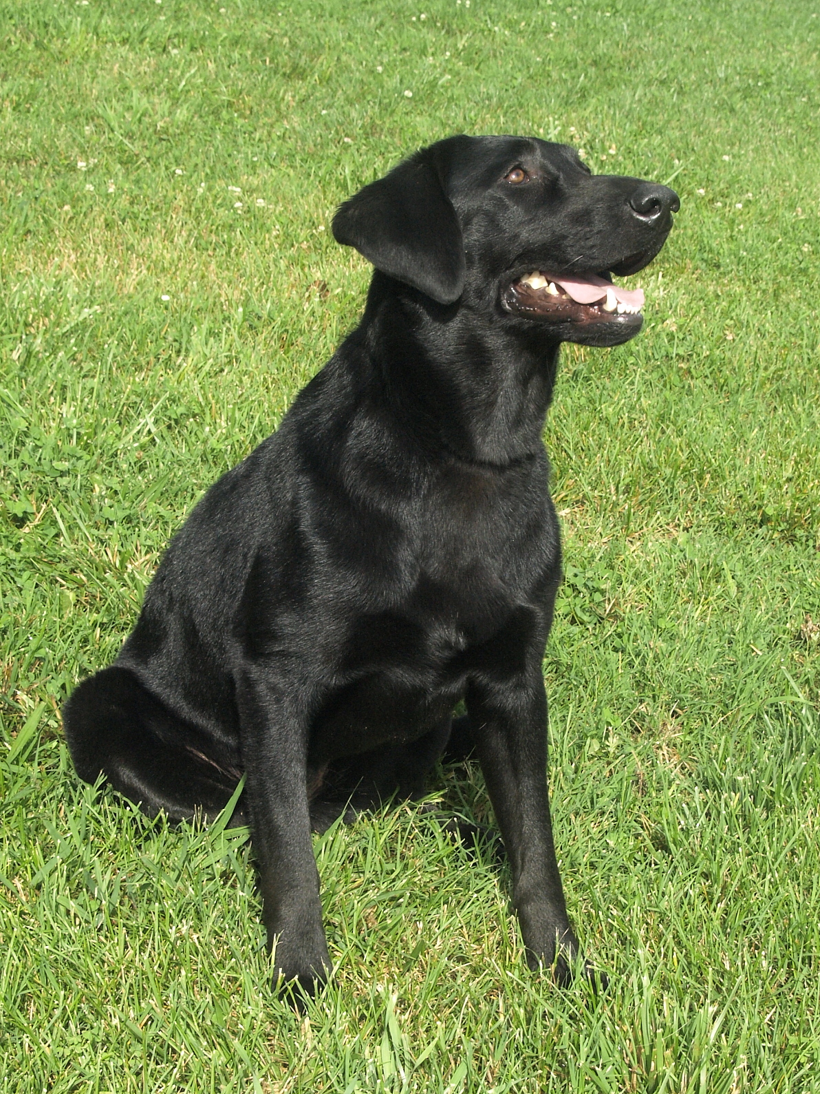 Bluefield's Pay The Piper | Black Labrador Retriver