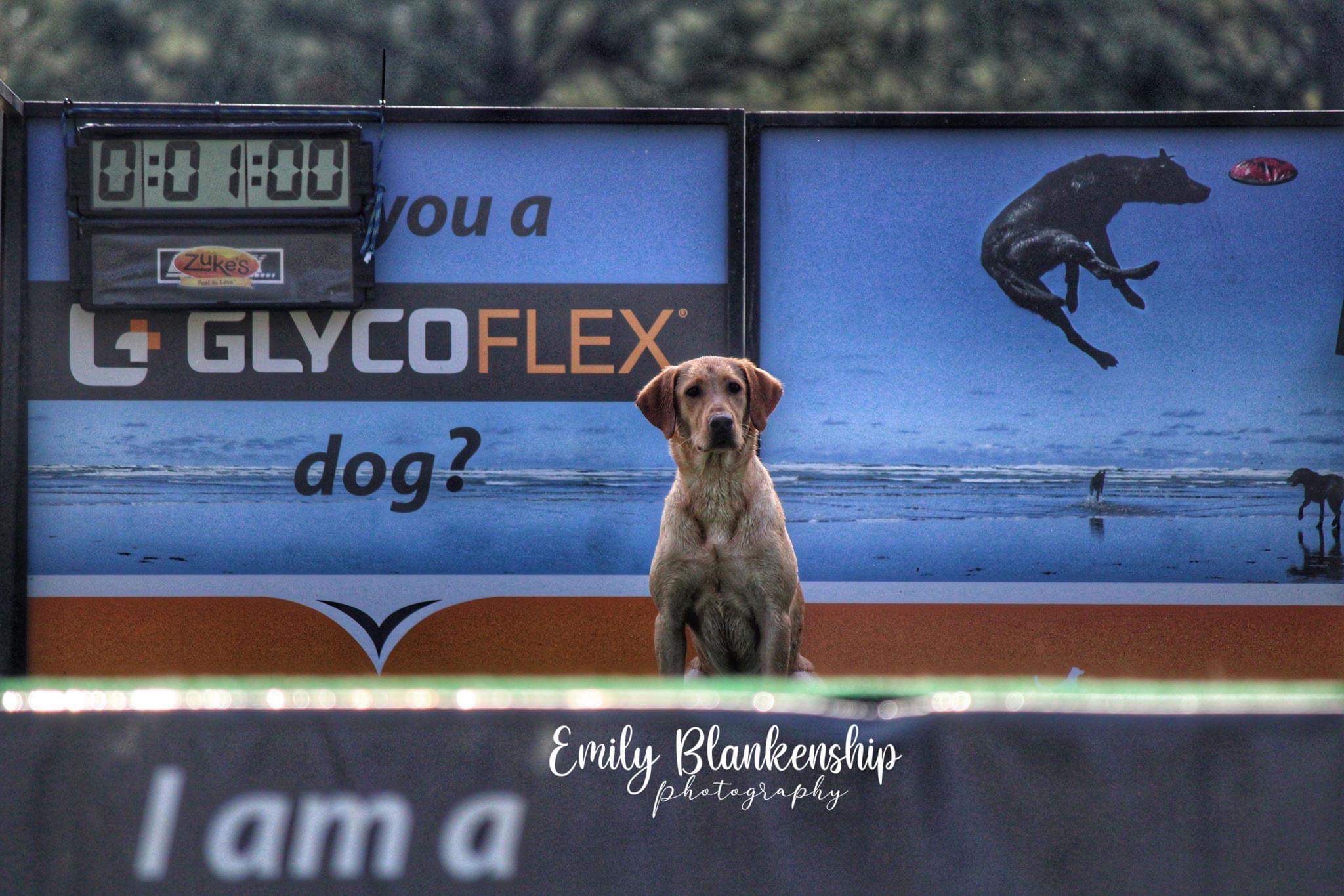 Raley Retriever Josie Joe Dosie Doe | Yellow Labrador Retriver