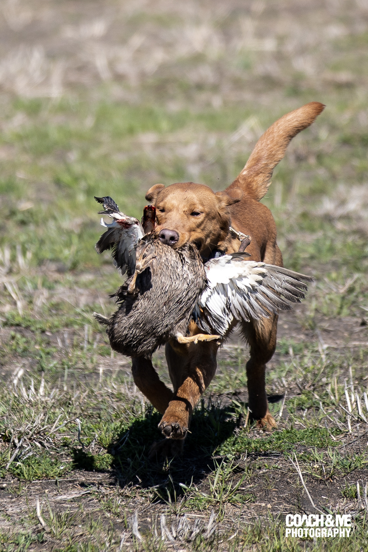 Raley Retriever's Skye's The Limit JH | Yellow Labrador Retriver