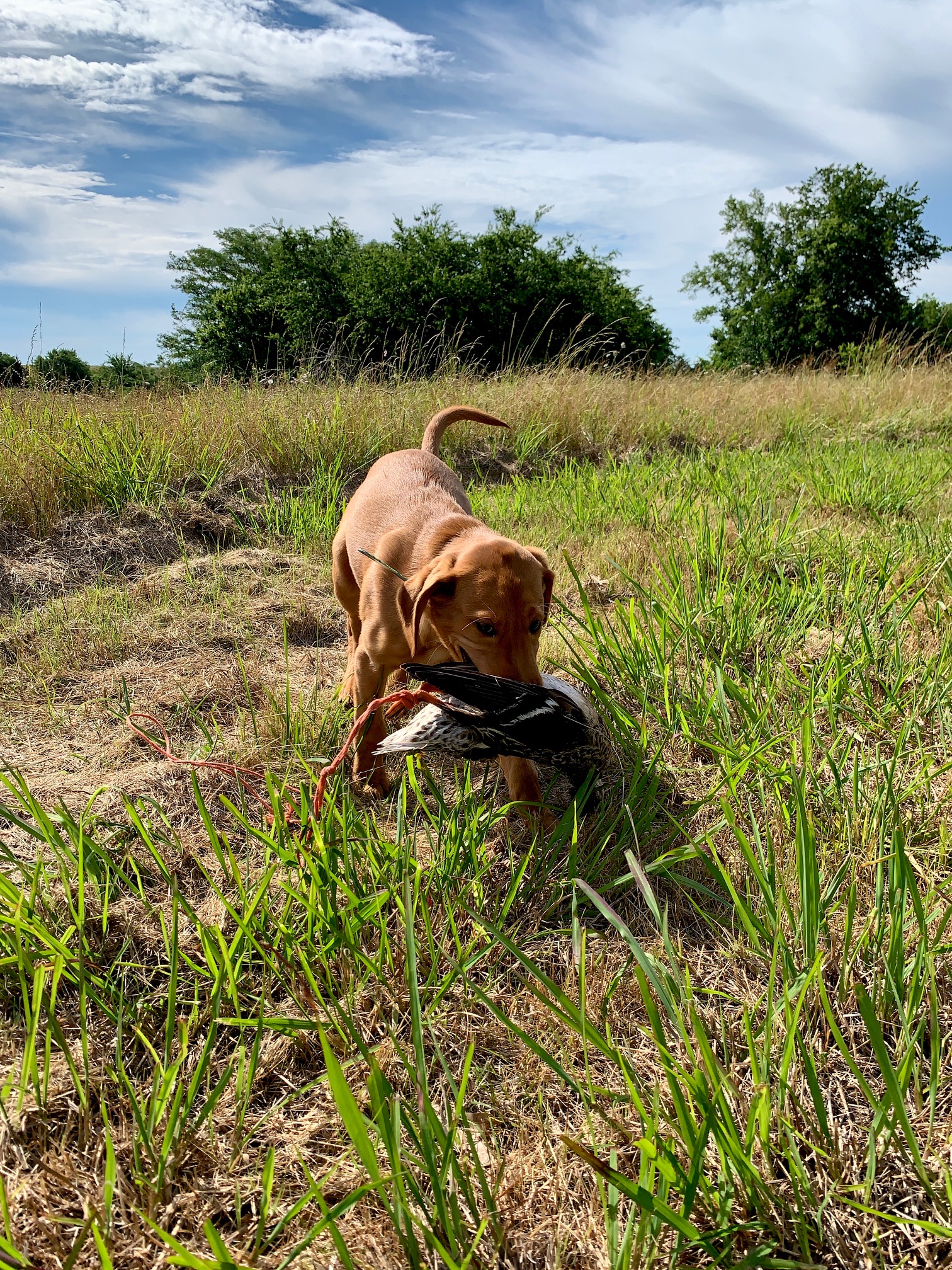 Raley Retriever's Skye's The Limit JH | Yellow Labrador Retriver