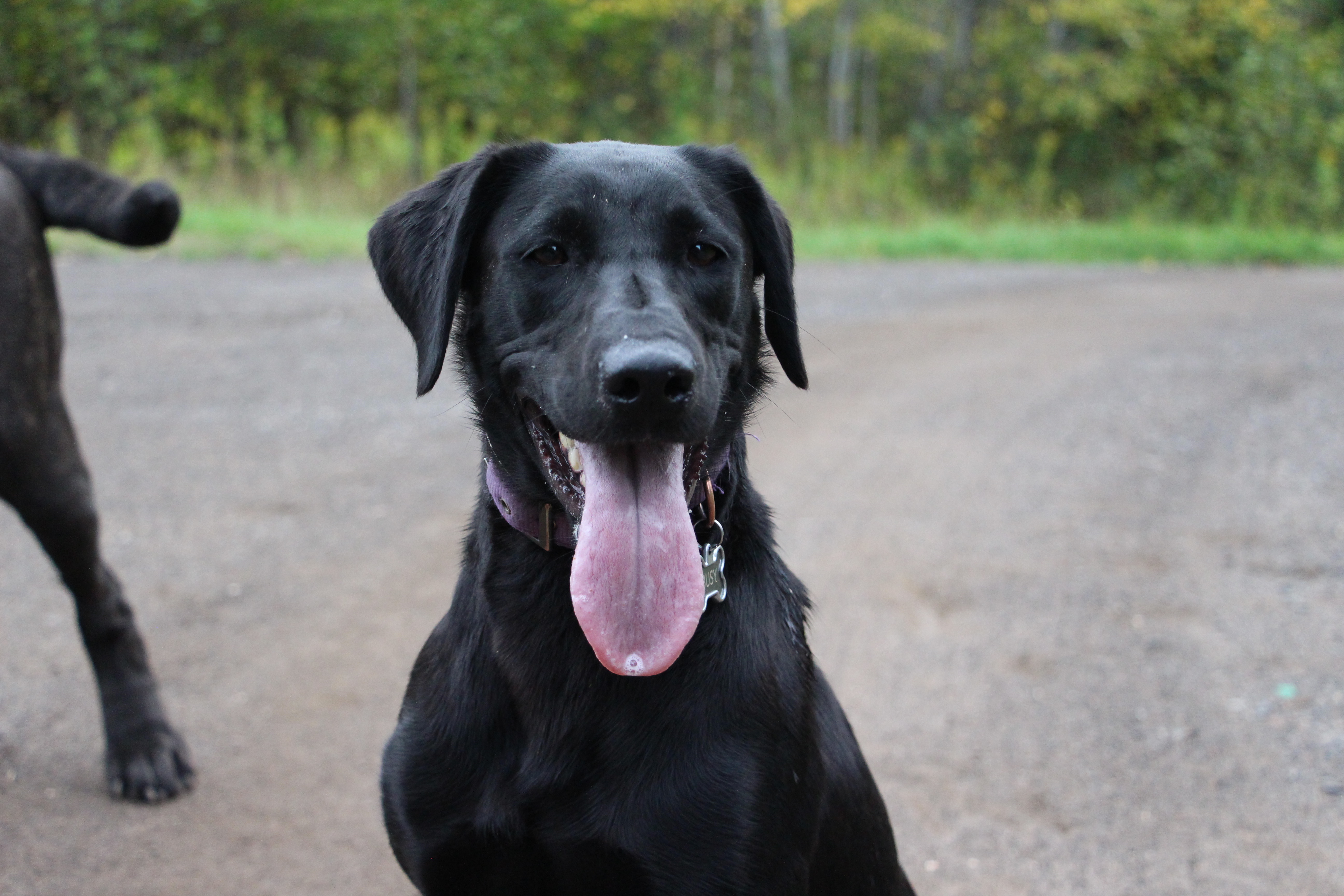 Maggie's Cold Track Busy As A Bee | Black Labrador Retriver