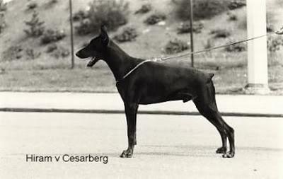 Hiram v. Cesarberg | Black Doberman Pinscher