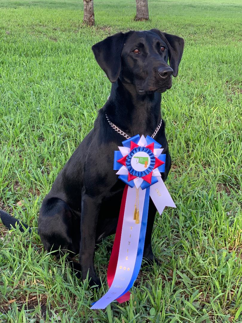 The Ultimate S&G's Rooney SH | Black Labrador Retriver