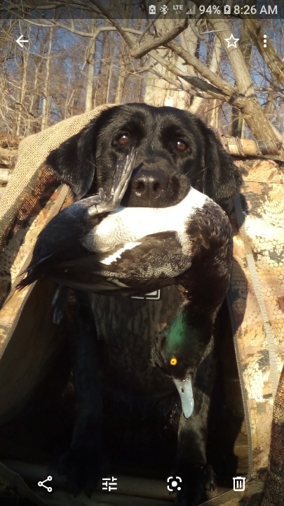 Avery Sue Big Water Dreams | Black Labrador Retriver