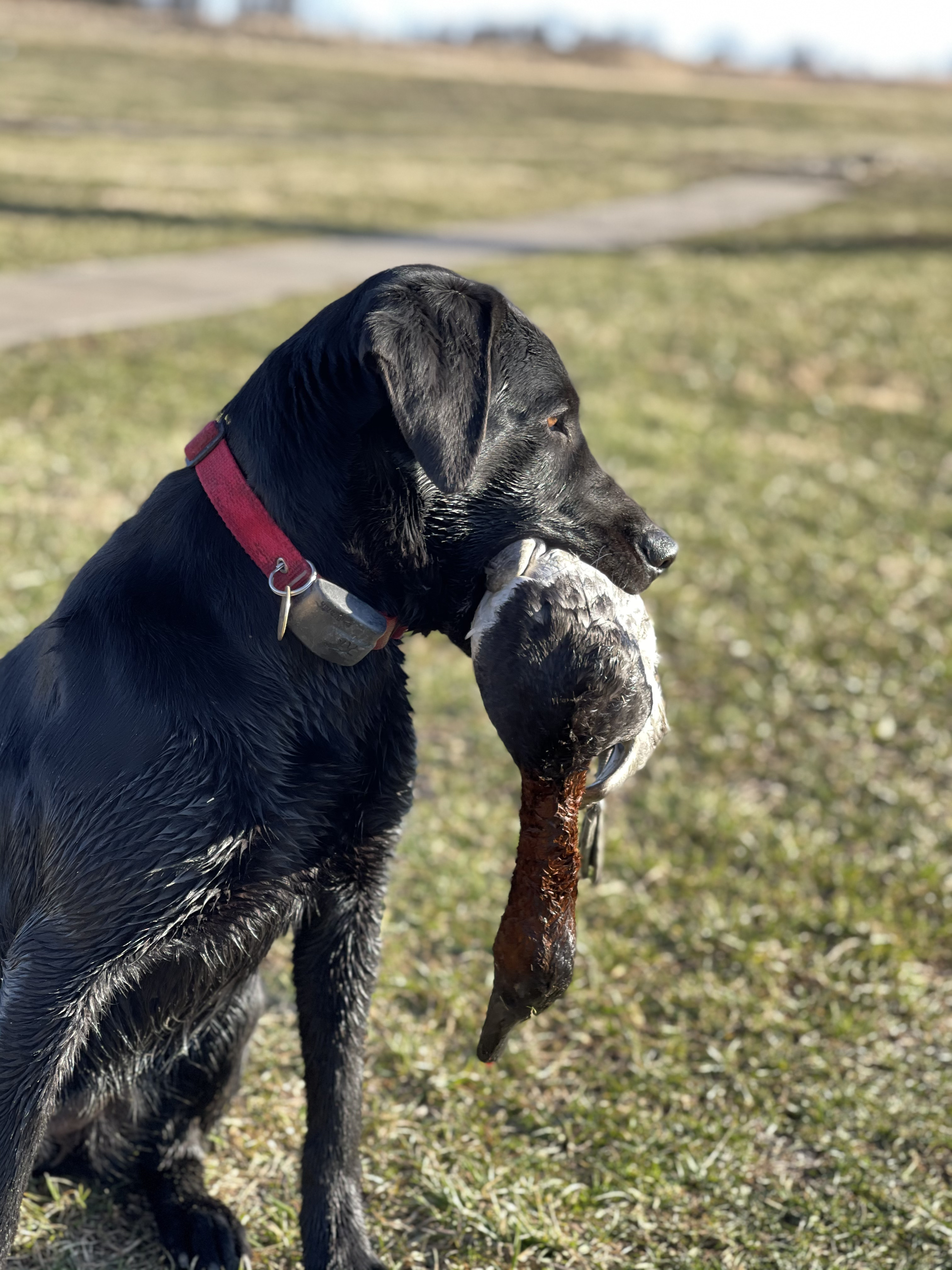 HR Three Peat A Milli | Black Labrador Retriver