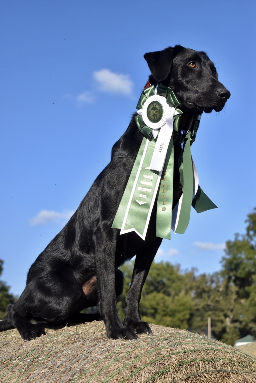 Gator Bini SHR | Black Labrador Retriver