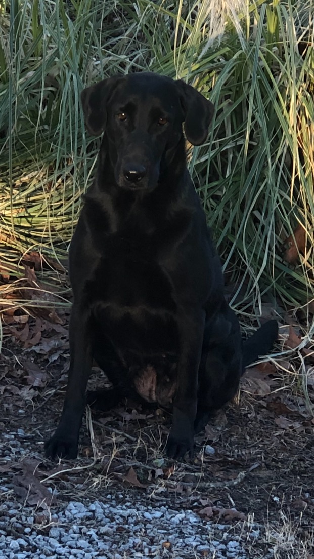 HRCH Hardy Lakes Cricket | Black Labrador Retriver