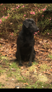 HRCH Hardy Lakes Cricket | Black Labrador Retriver