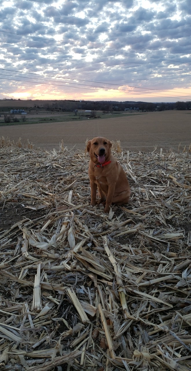 SHR Ellie Of Top Gun | Yellow Labrador Retriver