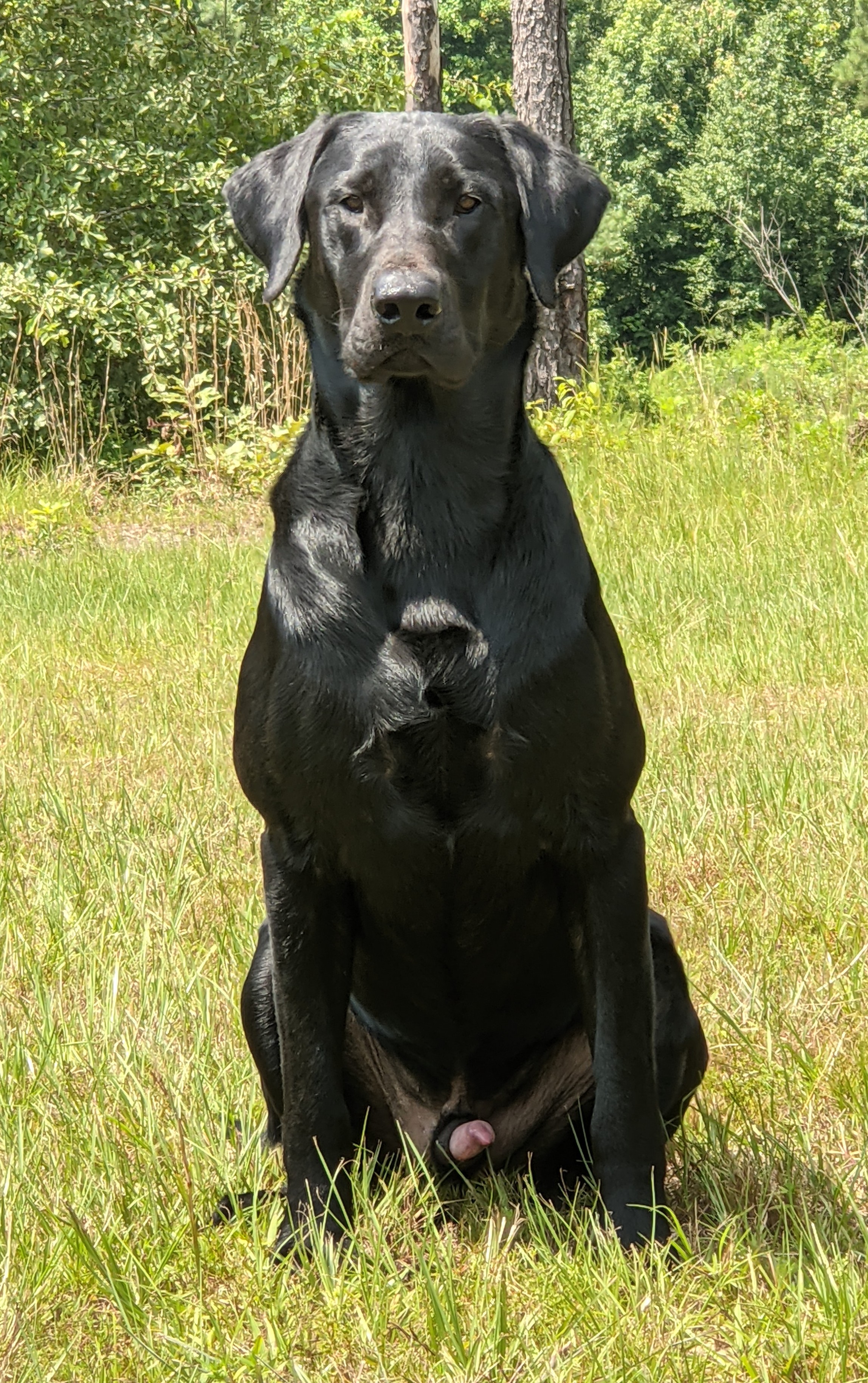 Riptide's Eye Candy SH (4 MH) | Black Labrador Retriver