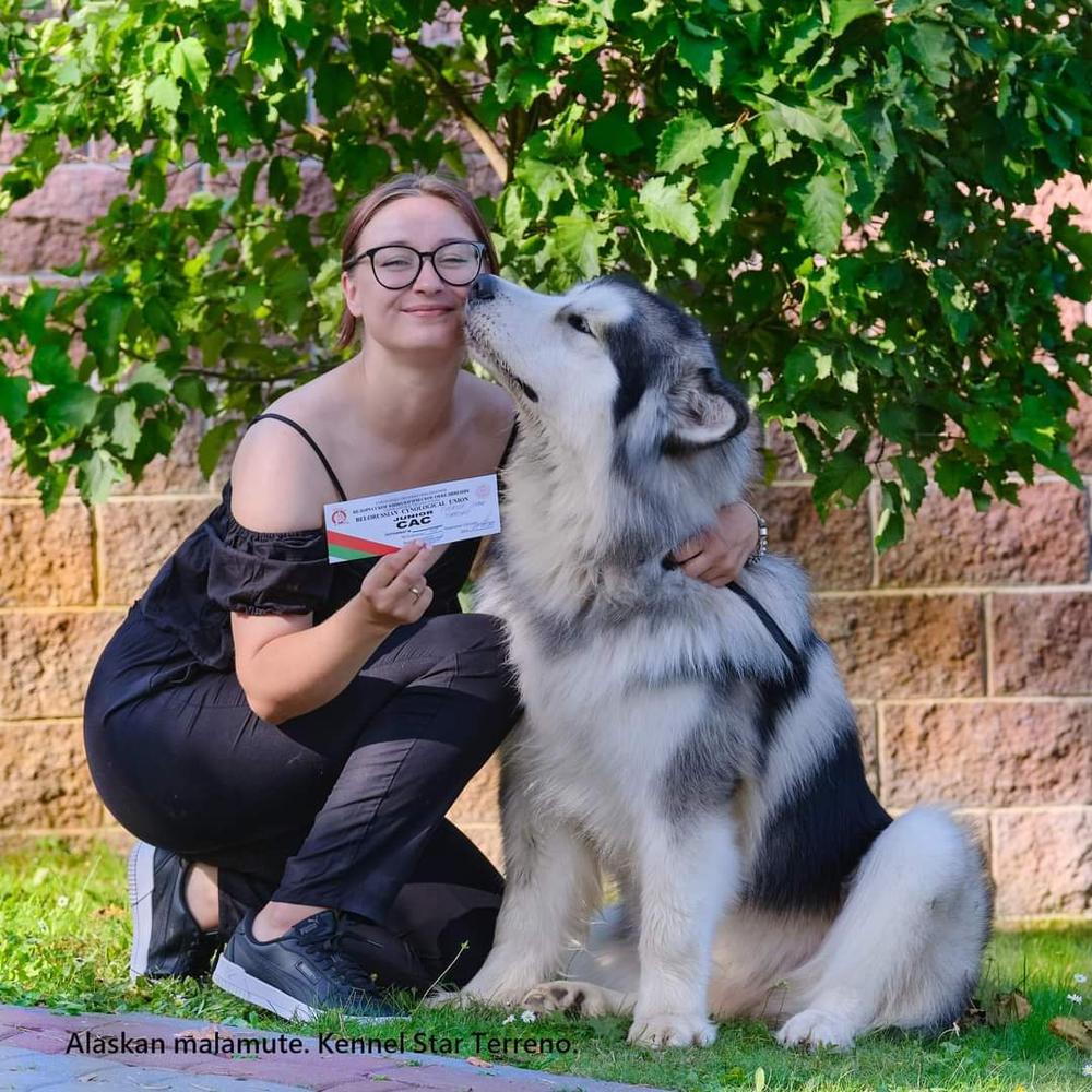 EVEREST STAR TERRENO | Alaskan Malamute 
