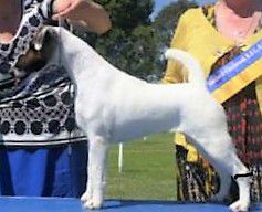 Selwor Sneak Peek At Pinnacle | Smooth Fox Terrier 