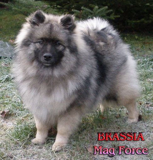 BRASSIA MAG FORCE | German Spitz 