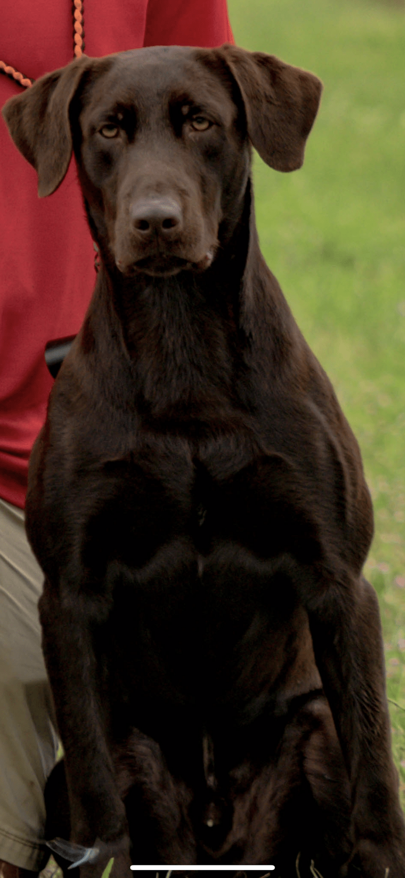 HRCH Bouttes King Of The Swamp JH | Chocolate Labrador Retriver